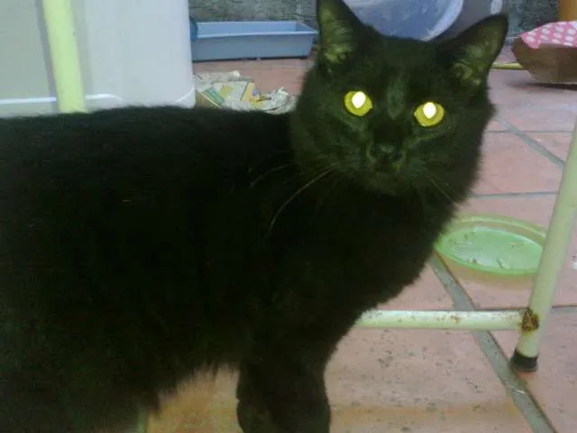 Gato raça SRD idade 7 a 11 meses nome Neguinho