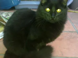 Gato raça SRD idade 7 a 11 meses nome Neguinho