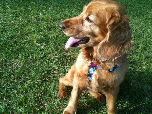 Cachorro ra a Cocker idade 6 ou mais anos nome Brigite