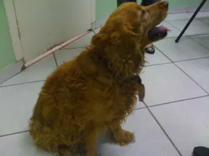 Cachorro raça Cocker idade 6 ou mais anos nome Brigite