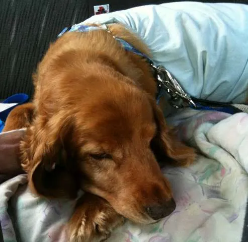 Cachorro ra a Cocker idade 6 ou mais anos nome Brigite