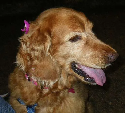 Cachorro ra a Cocker idade 6 ou mais anos nome Brigite