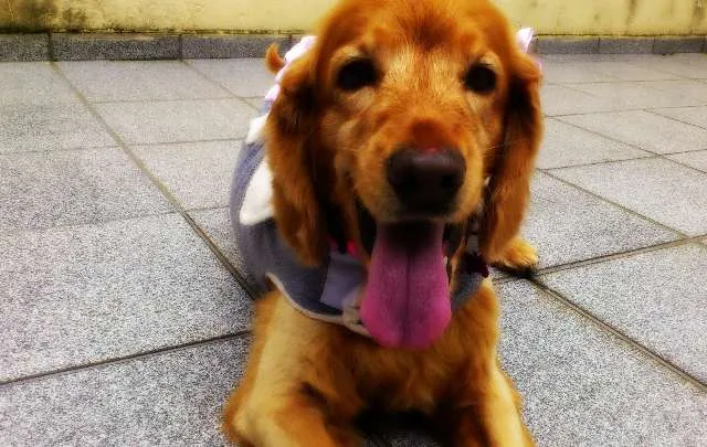 Cachorro ra a Cocker idade 6 ou mais anos nome Brigite