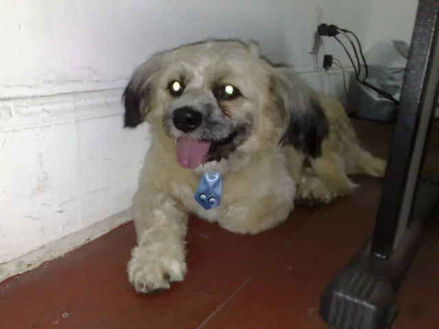 Cachorro ra a mestiço idade 2 anos nome TOBY