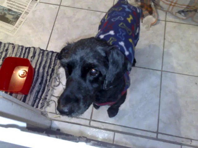 Cachorro ra a Cocker idade 3 anos nome Alfredo