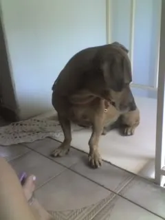 Cachorro ra a SRD idade 6 ou mais anos nome Spike GRATIFICA