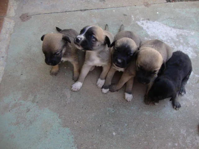Cachorro ra a MESTIÇO idade Abaixo de 2 meses nome ADOTE