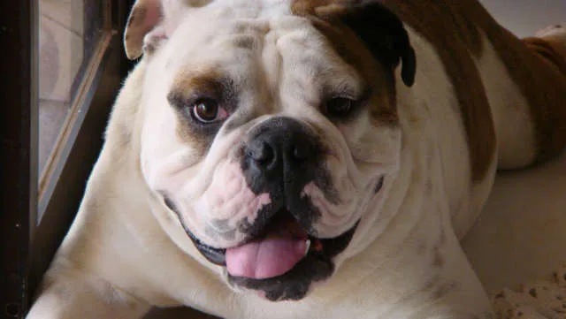 Cachorro ra a Bulldog Inglês idade 4 anos nome SPYKE GRATIFICA