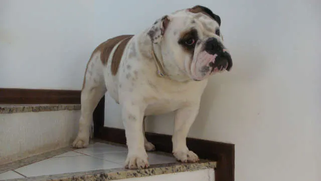 Cachorro ra a Bulldog Inglês idade 4 anos nome SPYKE GRATIFICA