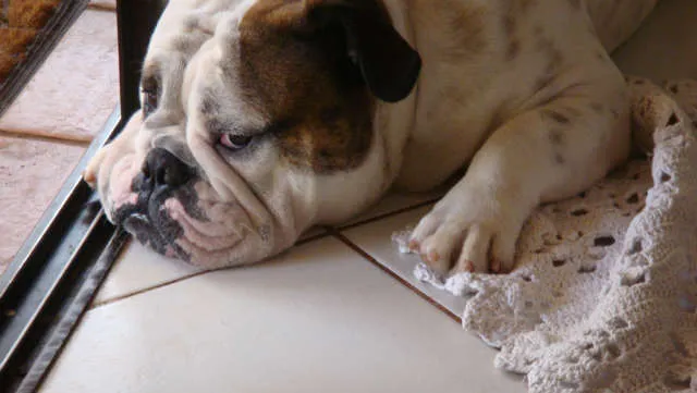Cachorro ra a Bulldog Inglês idade 4 anos nome SPYKE GRATIFICA