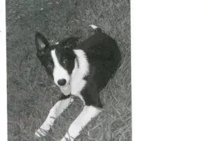 Cachorro raça Border Collie idade 1 ano nome BRANQUINHA