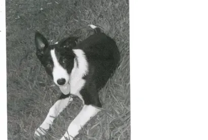 Cachorro raça Border Collie idade 1 ano nome BRANQUINHA