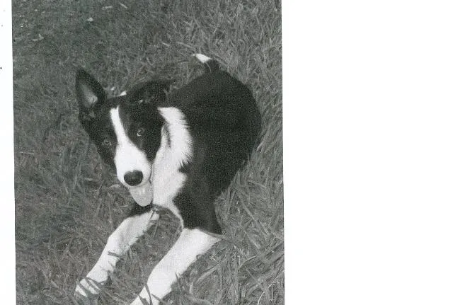 Cachorro ra a Border Collie idade 1 ano nome BRANQUINHA