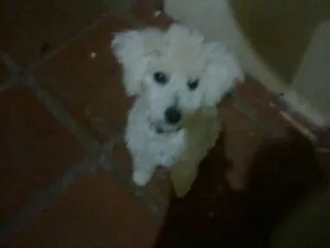 Cachorro raça Poodle idade 1 ano nome Luna
