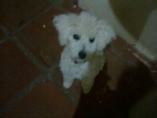 Cachorro ra a Poodle idade 1 ano nome Luna