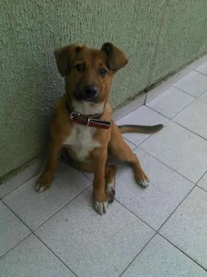 Cachorro raça SRD idade 2 a 6 meses nome Estamos chamando el