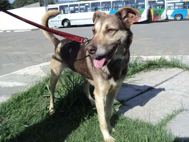 Cachorro ra a SRD idade 5 anos nome Brunella