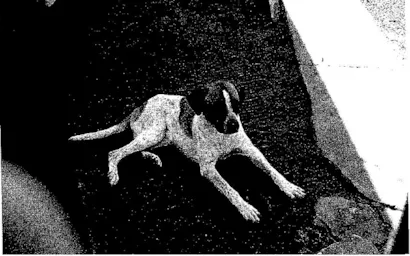 Cachorro raça  idade  nome Apolo
