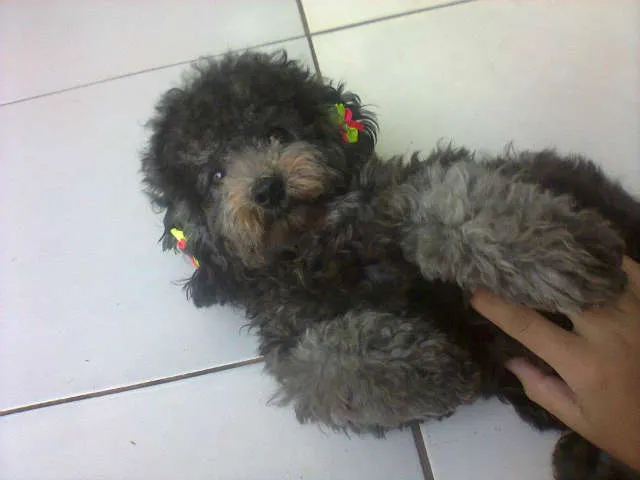 Cachorro ra a POODLE idade 7 a 11 meses nome DARA GRATIFICA