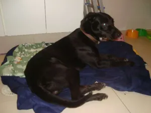 Cachorro raça Labrador idade 1 ano nome Eros