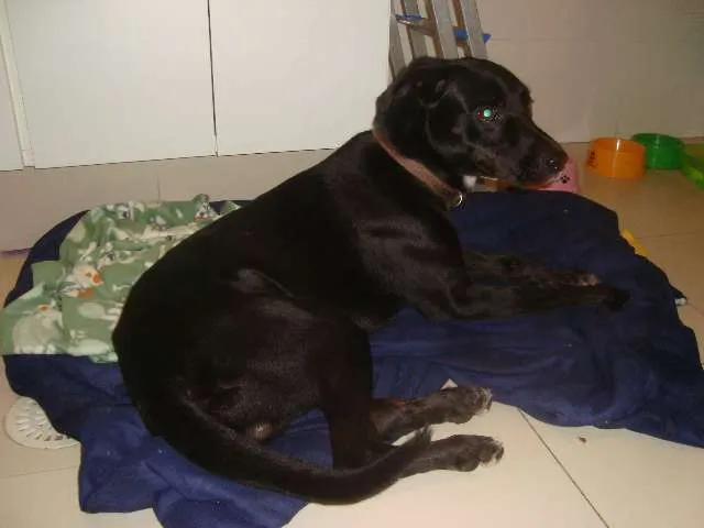 Cachorro ra a Labrador idade 1 ano nome Eros