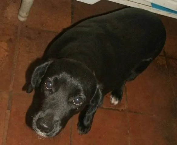 Cachorro ra a Labrador idade  nome RADJA
