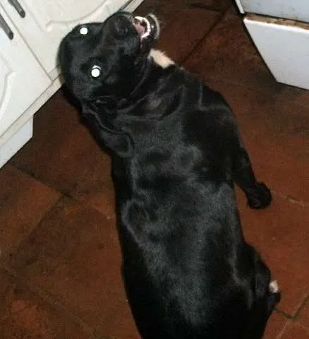 Cachorro ra a Labrador idade  nome RADJA