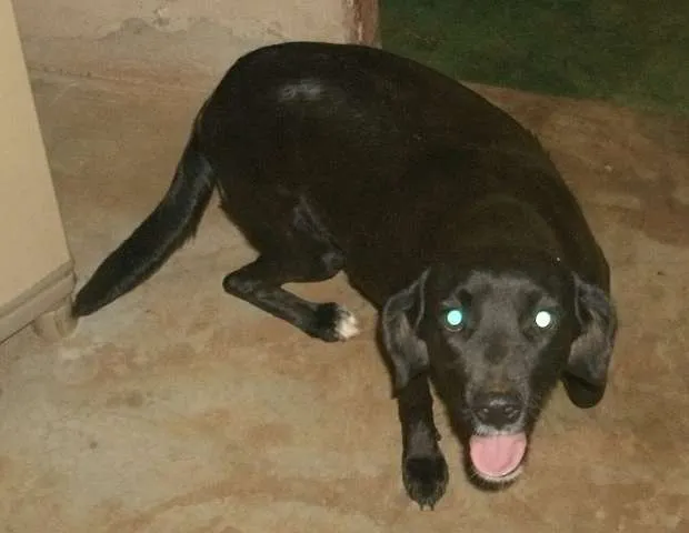 Cachorro ra a Labrador idade  nome RADJA