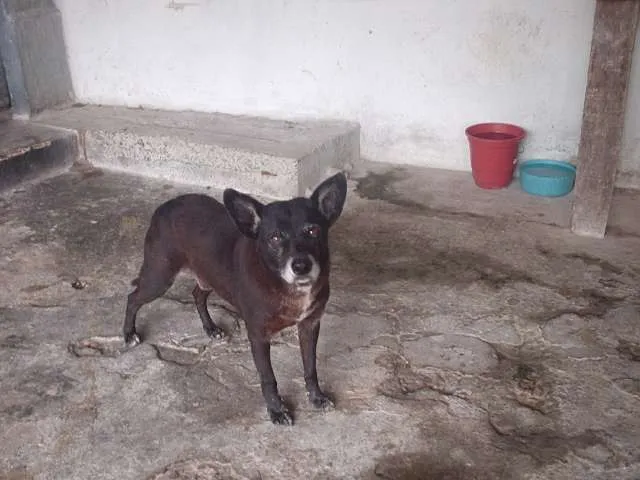 Cachorro ra a SRD idade 6 ou mais anos nome Tobi