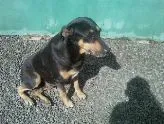 Cachorro ra a SRD idade nome NINA