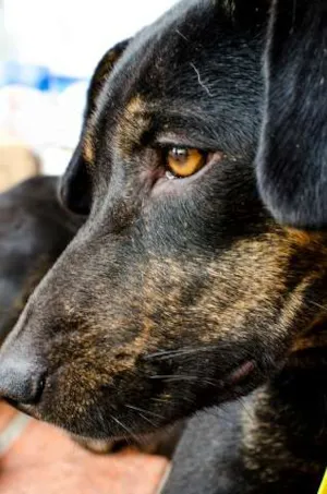 Cachorro raça SRD idade 1 ano nome Lilica