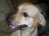 Cachorro raça Mix Pinscher e Basset idade 6 ou mais anos nome FIFI GRATIFICA
