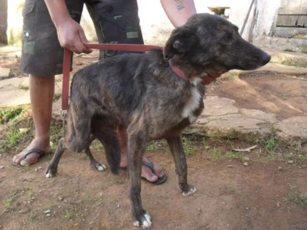 Cachorro ra a SRD idade  nome Sarita