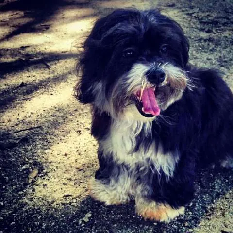 Cachorro ra a Lhasa-apso idade 2 anos nome Melina GRATIFICA