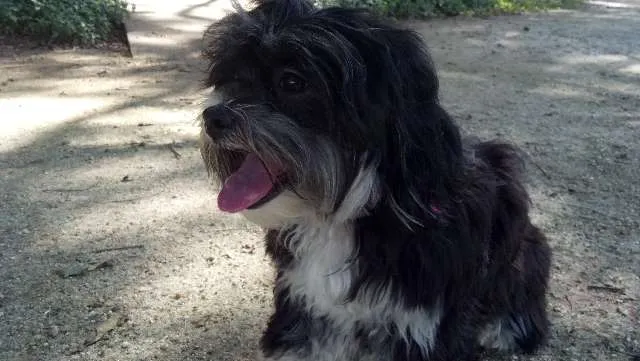 Cachorro ra a Lhasa-apso idade 2 anos nome Melina GRATIFICA