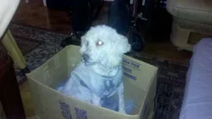 Cachorro raça POODLE idade 5 anos nome NÃO TENHO INFOMRAÇÃO