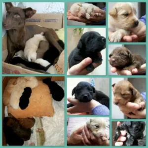 Cachorro raça Vira-lata idade Abaixo de 2 meses nome Filhotes