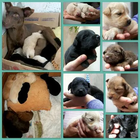 Cachorro ra a Vira-lata idade Abaixo de 2 meses nome Filhotes