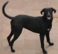 Nina