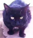 Lili