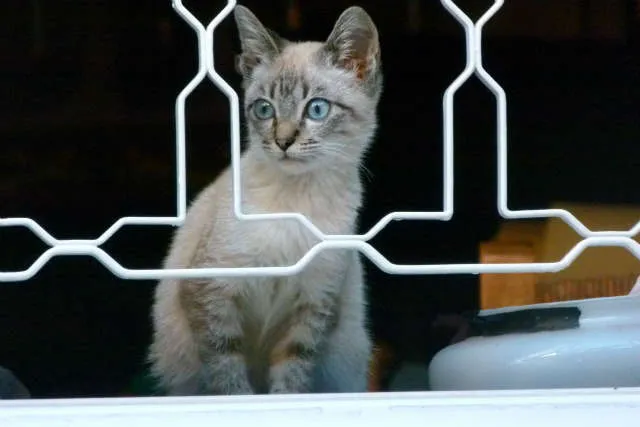 Gato ra a SRD idade Abaixo de 2 meses nome Pingo