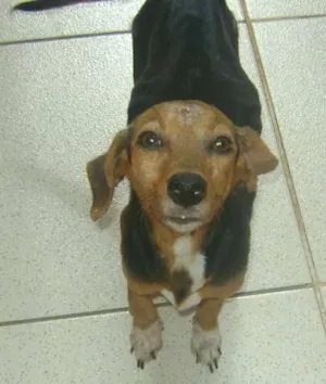 Cachorro raça SRD idade  nome ESPECIAL