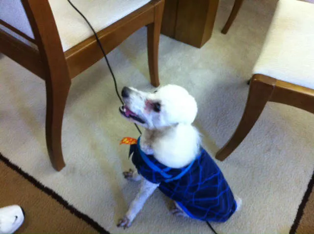 Cachorro ra a Poodle idade 5 anos nome Nick