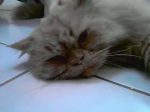 Gato raça persa idade 3 anos nome ENCONTRADO