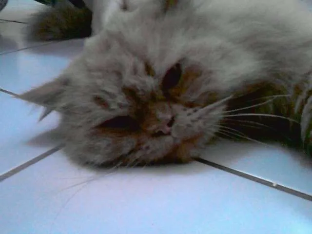 Gato ra a persa idade 3 anos nome ENCONTRADO