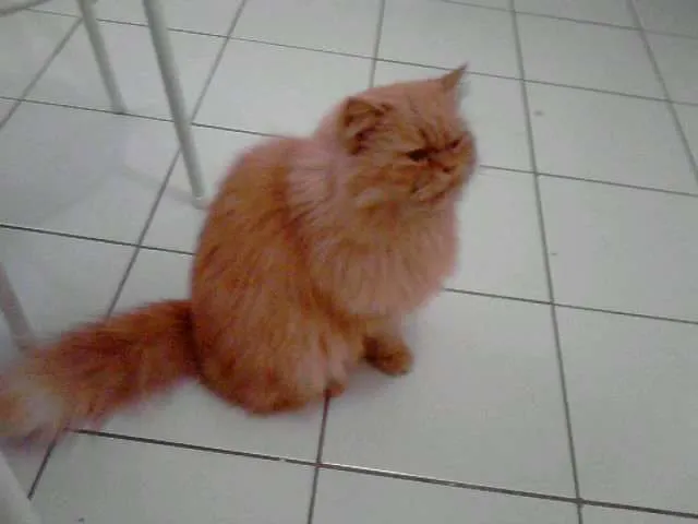 Gato ra a persa idade 3 anos nome ENCONTRADO