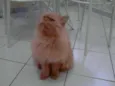 ENCONTRADO