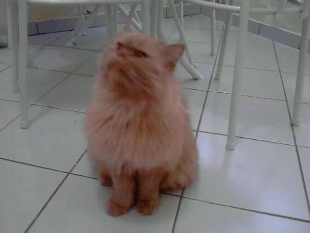 Gato ra a persa idade 3 anos nome ENCONTRADO
