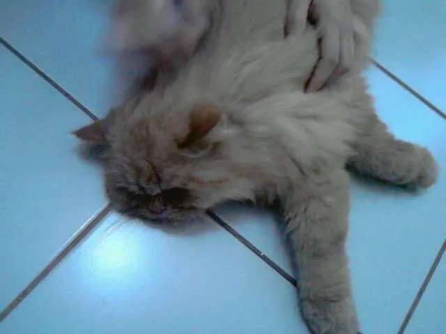 Gato ra a persa idade 3 anos nome ENCONTRADO