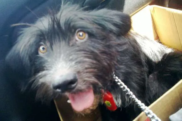Cachorro ra a SRD idade 1 ano nome Bóris
